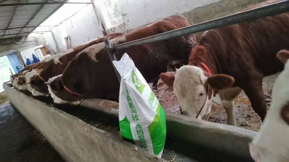 2、～斤肉牛精飼料配方